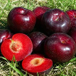 Scion de pluot / hybride Prumix® Saveur Royale cultivé dans le Tarn - résistant aux maladies - compatible Agriculture Bio