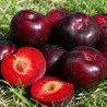 Scion de pluot / hybride Prumix® Saveur Royale cultivé dans le Tarn - résistant aux maladies - compatible Agriculture Bio