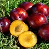 Scion de pluot / hybride Prumix® Sucrélia cultivé dans le Tarn - résistant aux maladies - compatible Agriculture Bio