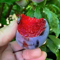 Scion de pluot / hybride Prumix® Brise d'été cultivé dans le Tarn - résistant aux maladies - compatible Agriculture Bio