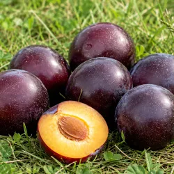 Scion de pluot / hybride Prumix® Saphirine cultivé dans le Tarn - résistant aux maladies - compatible Agriculture Bio