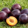 Scion de pluot / hybride Prumix® Saphirine cultivé dans le Tarn - résistant aux maladies - compatible Agriculture Bio