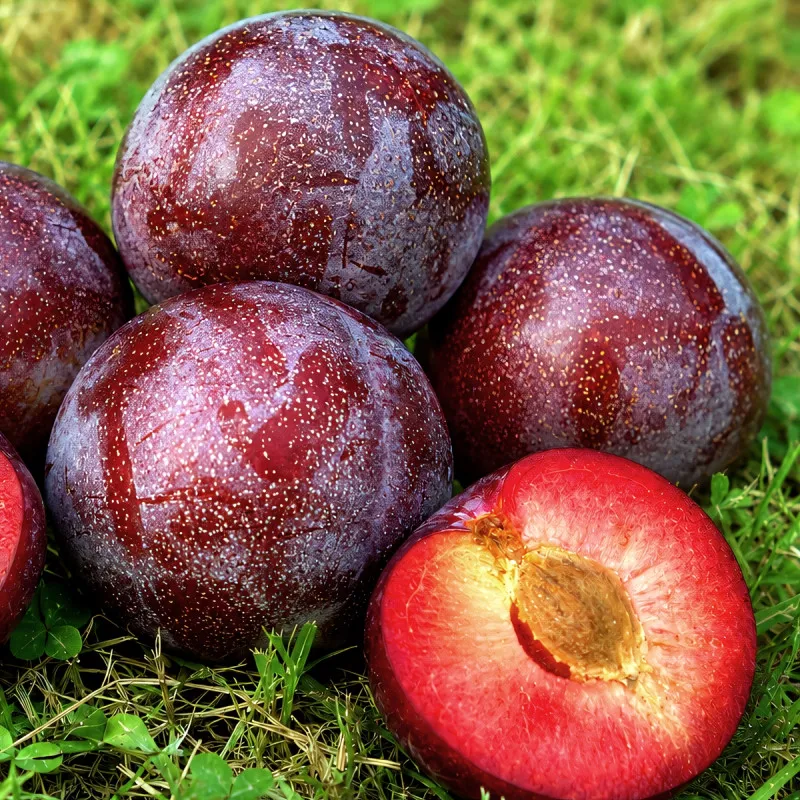 Scion de pluot / hybride Prumix® Roi des Saveurs cultivé dans le Tarn - résistant aux maladies - compatible Agriculture Bio
