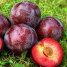 Scion de pluot / hybride Prumix® Roi des Saveurs cultivé dans le Tarn - résistant aux maladies - compatible Agriculture Bio