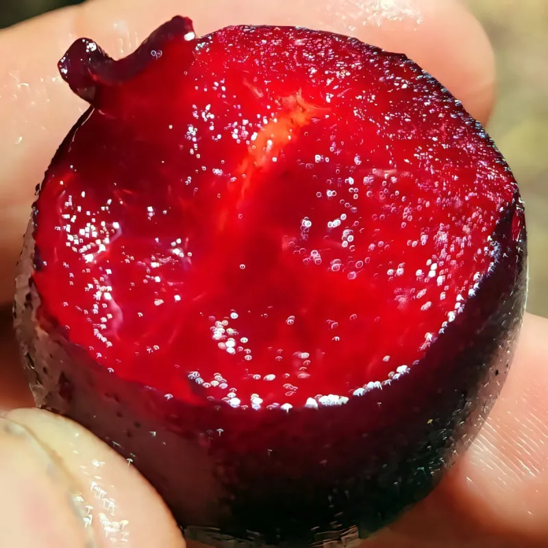 Scion de pluot / hybride Prumix® Coeur de Cerise cultivé dans le Tarn - résistant aux maladies - compatible Agriculture Bio