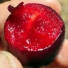 Scion de pluot / hybride Prumix® Coeur de Cerise cultivé dans le Tarn - résistant aux maladies - compatible Agriculture Bio