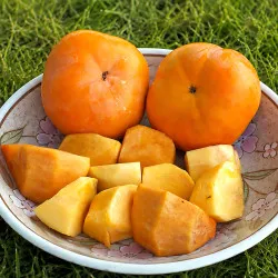 Scion de Kaki Pomme Jiro cultivé dans le Tarn - résistant aux maladies - compatible Agriculture Bio
