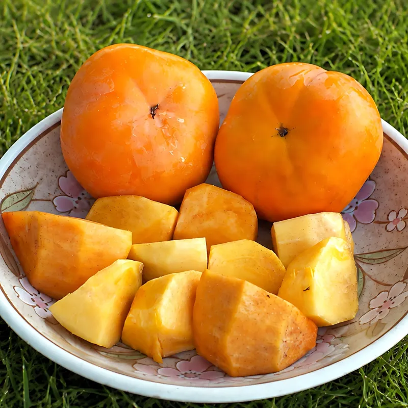 Scion de Kaki Pomme Jiro cultivé dans le Tarn - résistant aux maladies - compatible Agriculture Bio