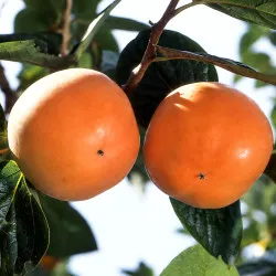 Scion de Kaki Pomme Shinshu cultivé dans le Tarn - résistant aux maladies - compatible Agriculture Bio
