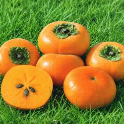 Scion de Kaki Pomme Shinshu cultivé dans le Tarn - résistant aux maladies - compatible Agriculture Bio