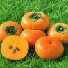 Scion de Kaki Pomme Shinshu cultivé dans le Tarn - résistant aux maladies - compatible Agriculture Bio
