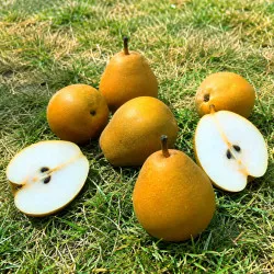 Scion de Poirier Angelys cultivé dans le Tarn - résistant aux maladies - compatible Agriculture Bio