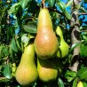 Scion de Poirier Abbé Fetel cultivé dans le Tarn - résistant aux maladies - compatible Agriculture Bio