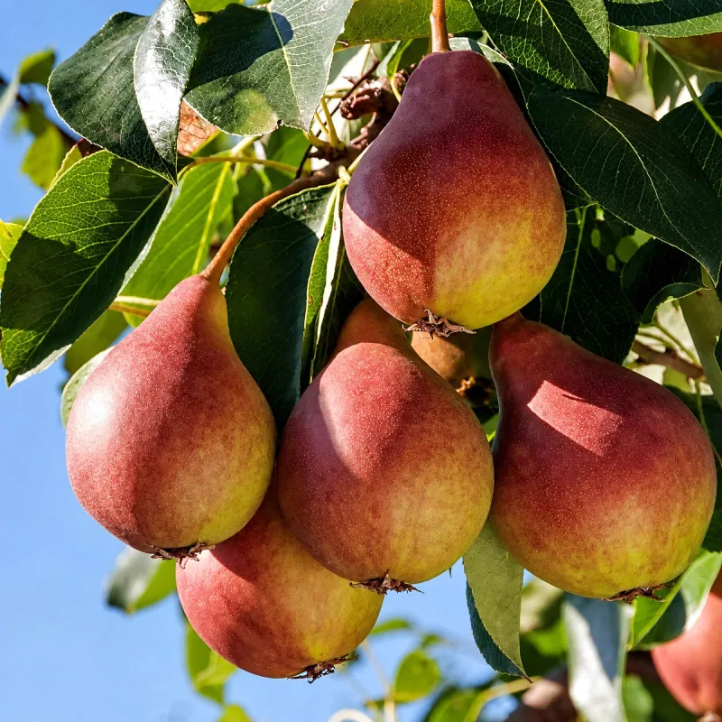 Scion de Poirier Dicolor cultivé dans le Tarn - résistant aux maladies - compatible Agriculture Bio