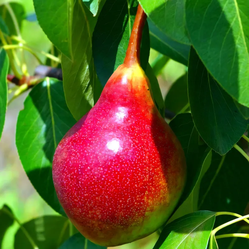 Scion de Poirier Harrow Sweet cultivé dans le Tarn - résistant aux maladies - compatible Agriculture Bio