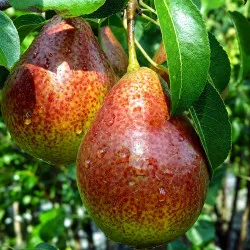 Scion de Poirier Louise Bonne d'Avranches cultivé dans le Tarn - résistant aux maladies - compatible Agriculture Bio