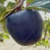 Scion de Kaki Noir Huk Kam cultivé dans le Tarn - résistant aux maladies - compatible Agriculture Bio