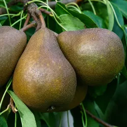 Scion de Poirier Jut cultivé dans le Tarn - résistant aux maladies - compatible Agriculture Bio