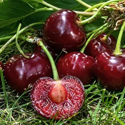 Scion de Griottier Amarena cultivé dans le Tarn - résistant aux maladies - compatible Agriculture Bio
