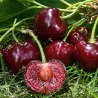 Scion de Griottier Amarena cultivé dans le Tarn - résistant aux maladies - compatible Agriculture Bio