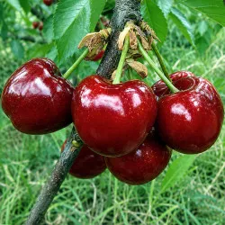 Scion de Cerisier Ferprime cultivé dans le Tarn - résistant aux maladies - compatible Agriculture Bio