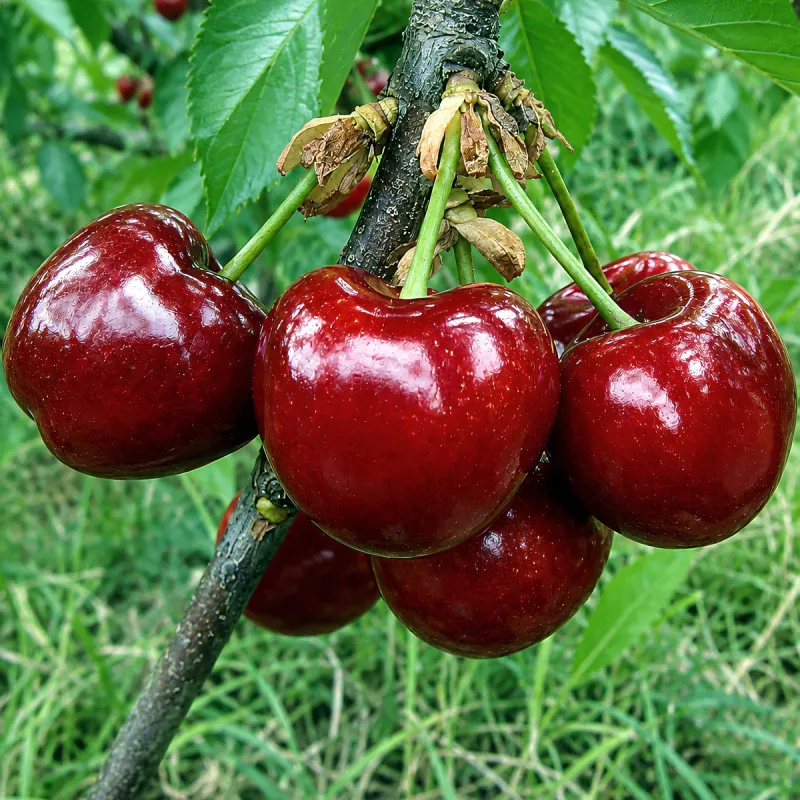 Scion de Cerisier Ferprime cultivé dans le Tarn - résistant aux maladies - compatible Agriculture Bio
