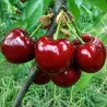 Scion de Cerisier Ferprime cultivé dans le Tarn - résistant aux maladies - compatible Agriculture Bio