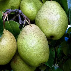 Scion de Nashi Isadora cultivé dans le Tarn - résistant aux maladies - compatible Agriculture Bio
