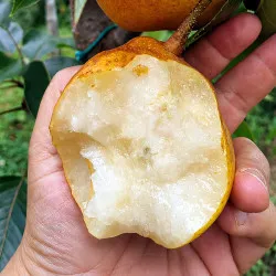 Scion de Nashi Valhalla cultivé dans le Tarn - résistant aux maladies - compatible Agriculture Bio