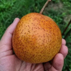Scion de Nashi Valhalla cultivé dans le Tarn - résistant aux maladies - compatible Agriculture Bio