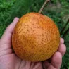 Scion de Nashi Valhalla cultivé dans le Tarn - résistant aux maladies - compatible Agriculture Bio