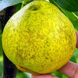 Scion de Nashi Shin Li cultivé dans le Tarn - résistant aux maladies - compatible Agriculture Bio