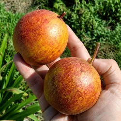 Scion de Nashi Oohara Beni cultivé dans le Tarn - résistant aux maladies - compatible Agriculture Bio