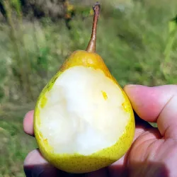 Scion de Nashi Ya Li cultivé dans le Tarn - résistant aux maladies - compatible Agriculture Bio