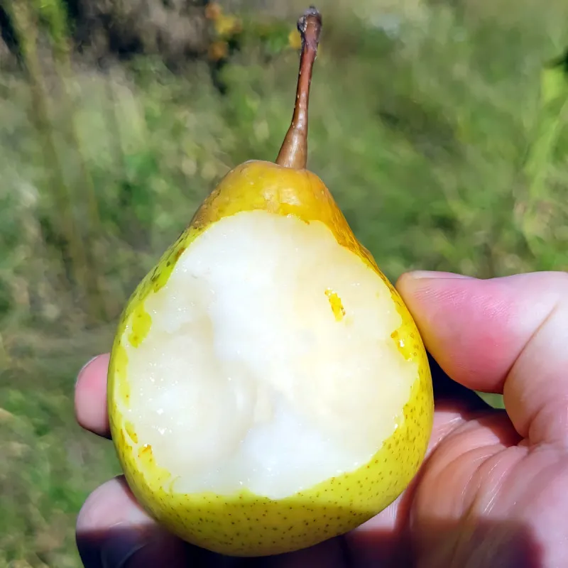 Scion de Nashi Ya Li cultivé dans le Tarn - résistant aux maladies - compatible Agriculture Bio