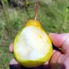 Scion de Nashi Ya Li cultivé dans le Tarn - résistant aux maladies - compatible Agriculture Bio