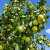 Scion de Nashi Ya Li cultivé dans le Tarn - résistant aux maladies - compatible Agriculture Bio