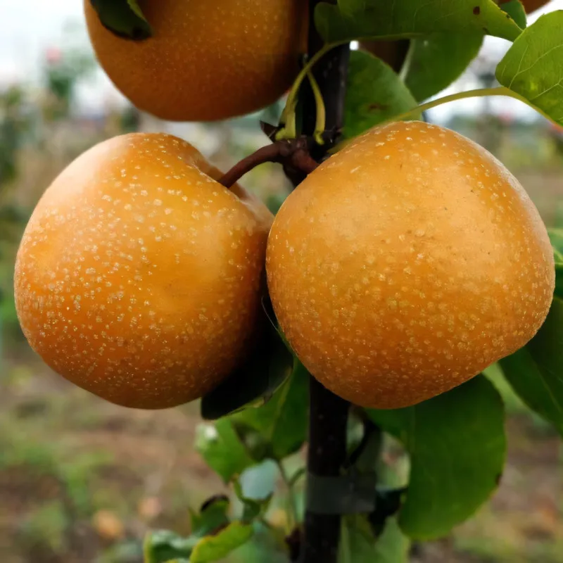 Scion de Nashi Hayatama cultivé dans le Tarn - résistant aux maladies - compatible Agriculture Bio