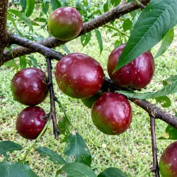 Scion de Nectarinier Felligni cultivé dans le Tarn - Résistant à la cloque - compatible Agriculture Biologique