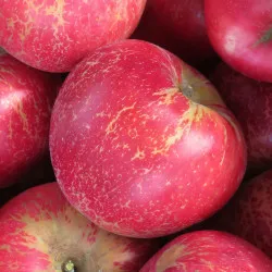 Scion de Pommier Akane cultivé dans le Tarn - assez résistant tavelure - compatible Agriculture Biologique