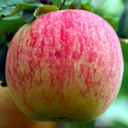 Scion de Pommier Bénédictin cultivé dans le Tarn - assez résistant tavelure - compatible Agriculture Biologique