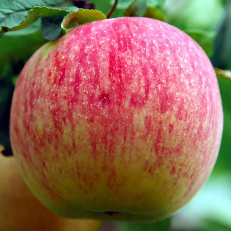 Scion de Pommier Bénédictin cultivé dans le Tarn - assez résistant tavelure - compatible Agriculture Biologique