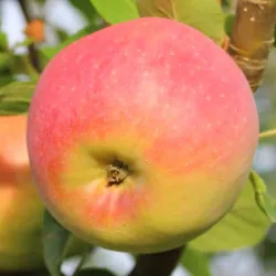 Scion de Pommier Mega Fiesta cultivé dans le Tarn - assez résistant tavelure - compatible Agriculture Biologique