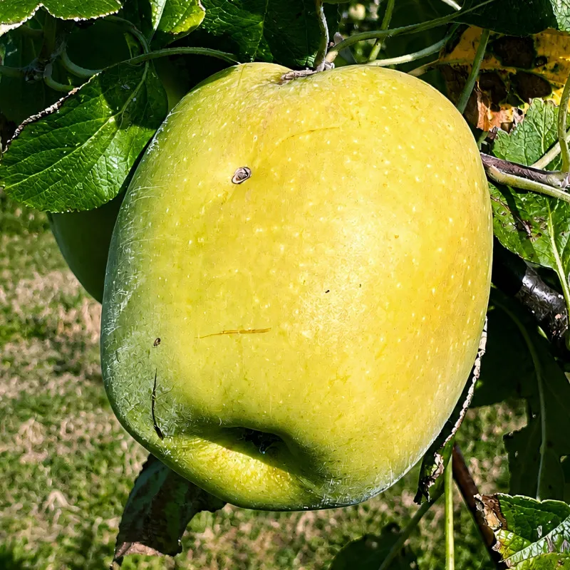 Scion de Pommier Gelber Richard cultivé dans le Tarn - assez résistant tavelure - compatible Agriculture Biologique