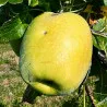 Scion de Pommier Gelber Richard cultivé dans le Tarn - assez résistant tavelure - compatible Agriculture Biologique