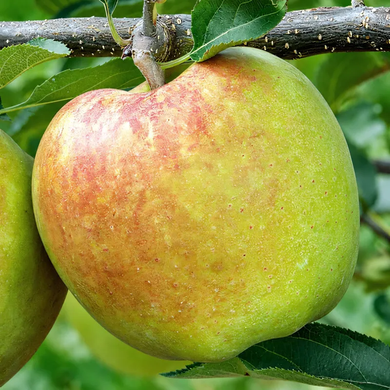 Scion de Pommier Mutsu cultivé dans le Tarn - assez résistant tavelure - compatible Agriculture Biologique