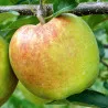 Scion de Pommier Mutsu cultivé dans le Tarn - assez résistant tavelure - compatible Agriculture Biologique