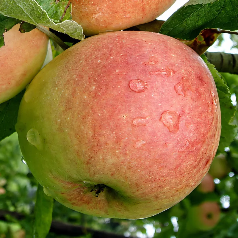 Scion de Pommier Orange Suisse cultivé dans le Tarn - assez résistant tavelure - compatible Agriculture Biologique