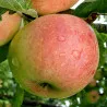 Scion de Pommier Orange Suisse cultivé dans le Tarn - assez résistant tavelure - compatible Agriculture Biologique