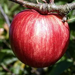 Scion de Pommier Piros cultivé dans le Tarn - assez résistant tavelure - compatible Agriculture Biologique